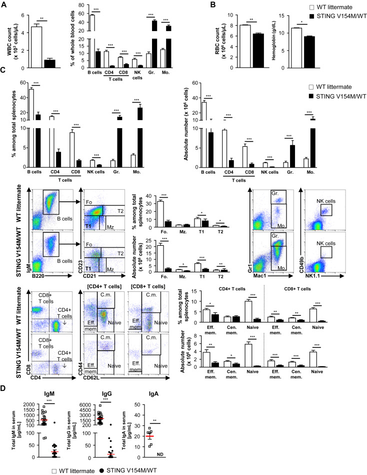 Severe combined immunodeficiency in Sting V154M/WT mice